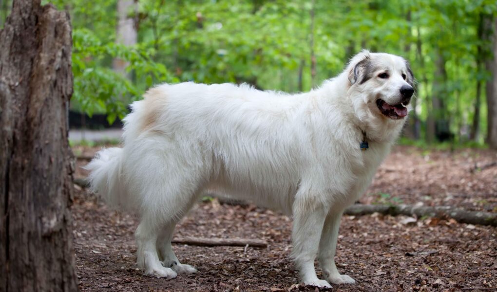 great pyrenees training