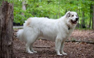 great pyrenees training