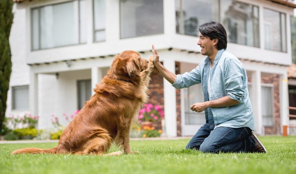 golden retriever training