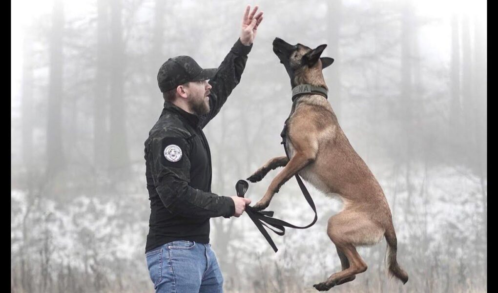 belgian malinois training