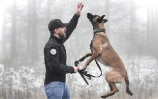 belgian malinois training