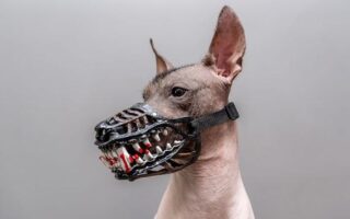 dog muzzle to stop eating everything