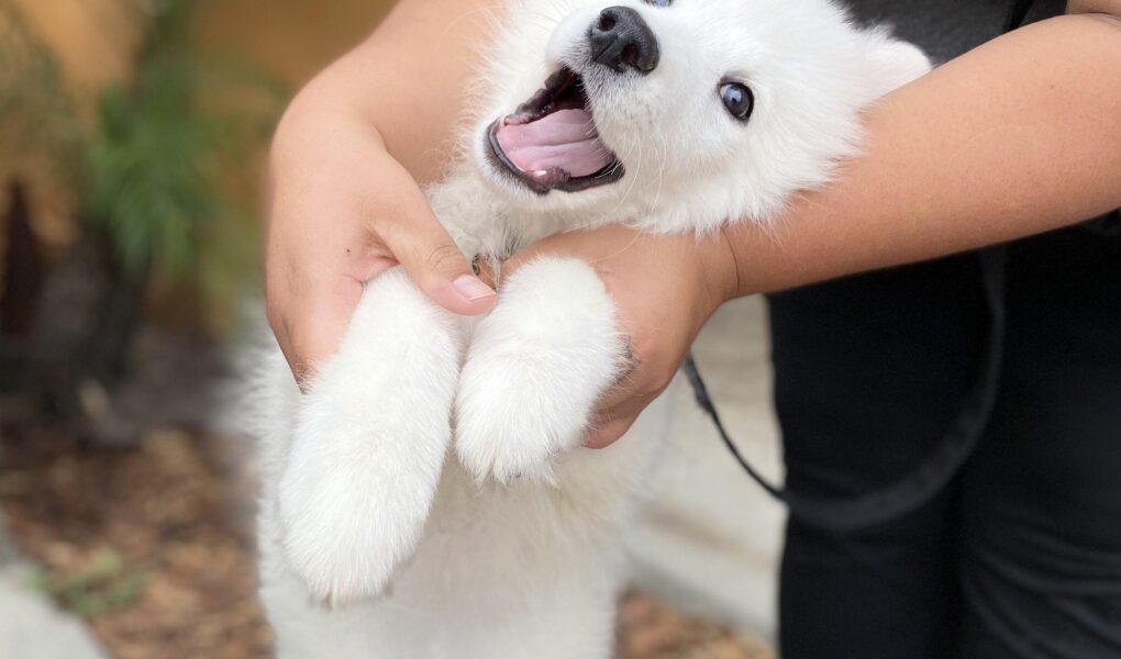 puppy training camp