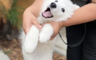 puppy training camp