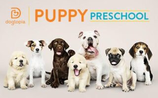 puppy preschool