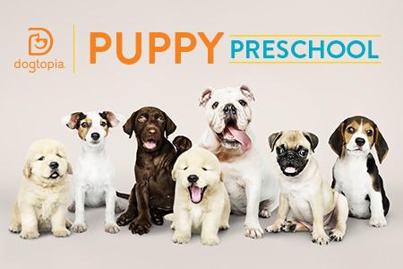 puppy preschool