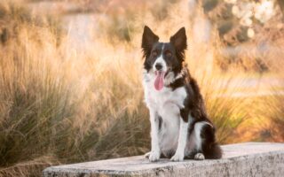 herding dog training near me