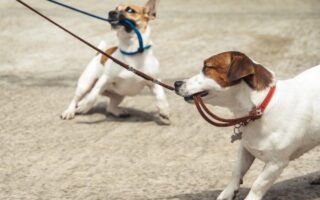 dog leash training