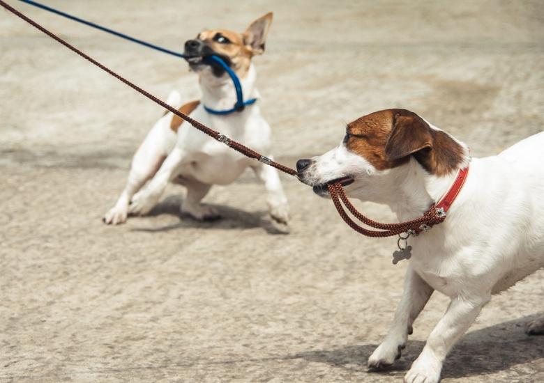 dog leash training