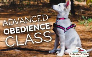 advanced dog training