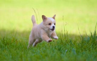 puppy jumping and biting