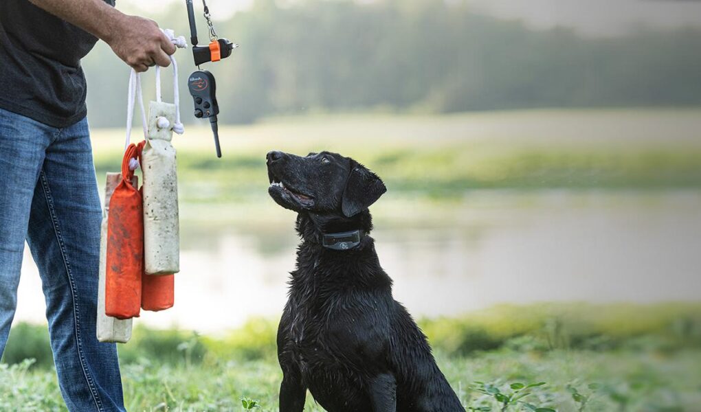 hunting dog training near me