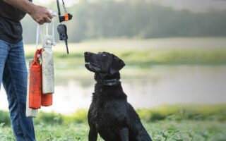 hunting dog training near me