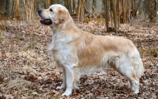 golden retriever puppy training