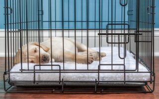 puppy crate training at night