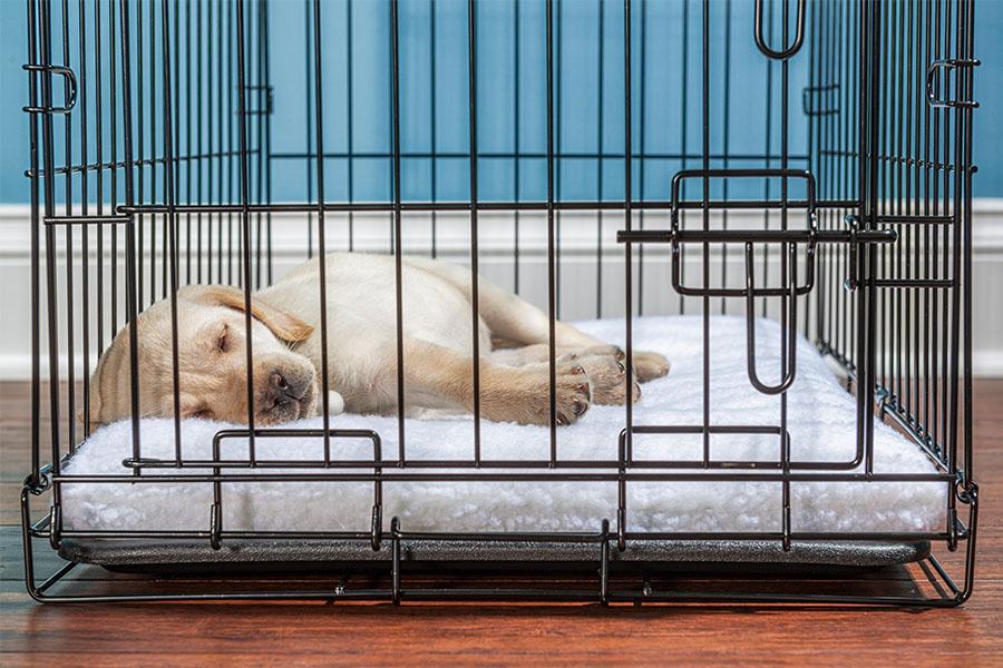 puppy crate training at night