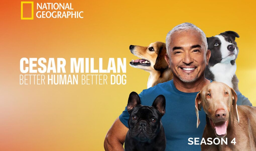 cesar millan puppy biting