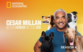 cesar millan puppy biting