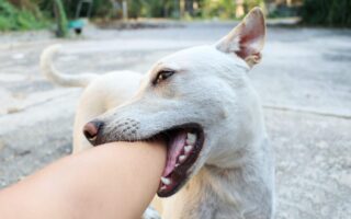 stop dog biting