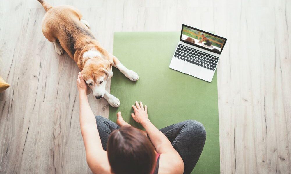 best online dog training