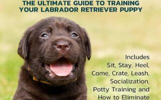 labrador retriever training