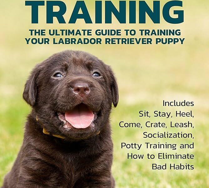 labrador retriever training