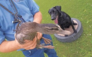 duck dog training