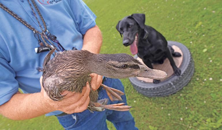 duck dog training