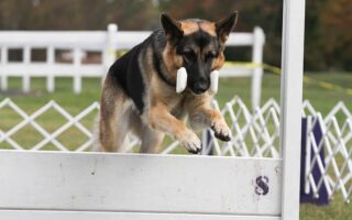 gsd training