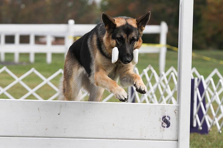 gsd training