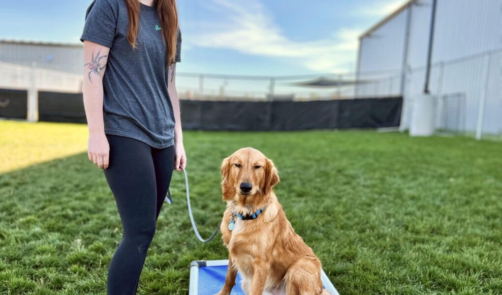 board and train dog training near me