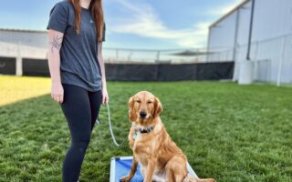 board and train dog training near me