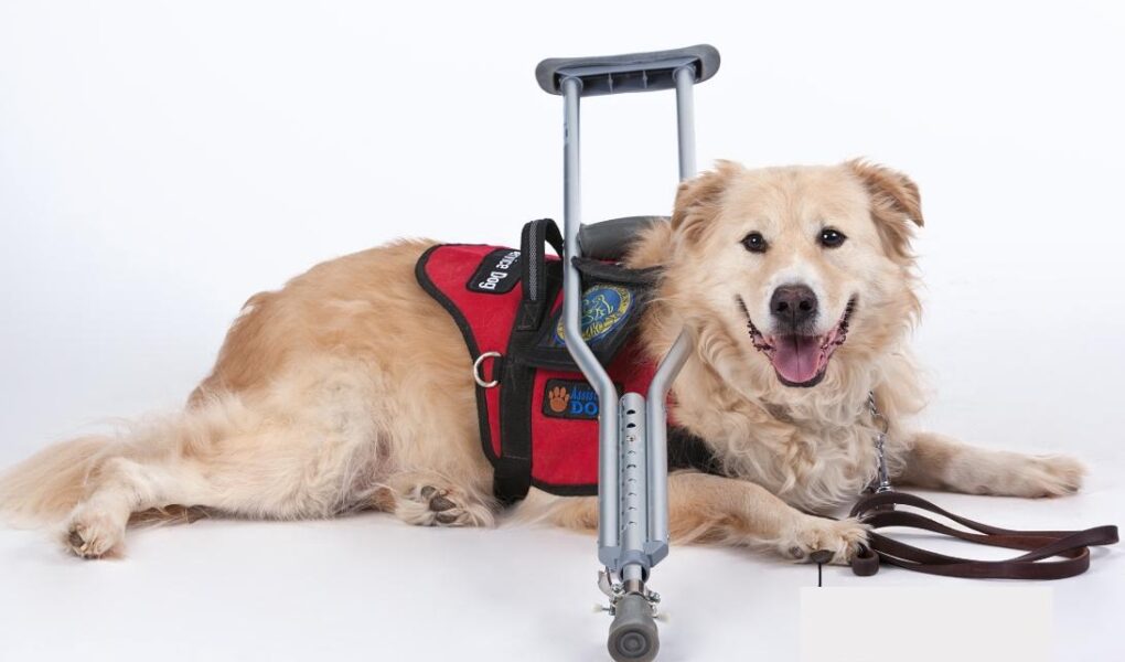 free service dog training