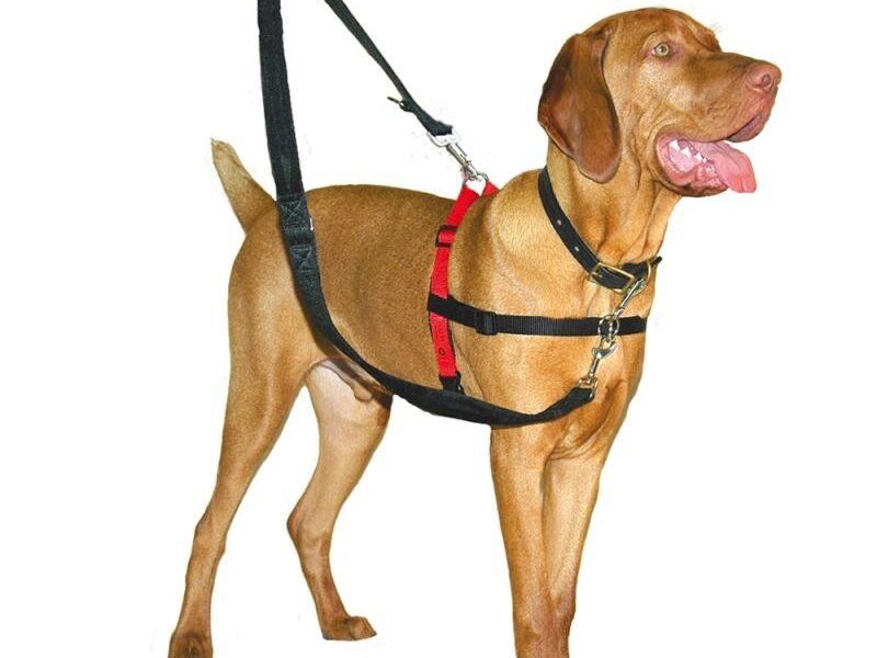 halti leash