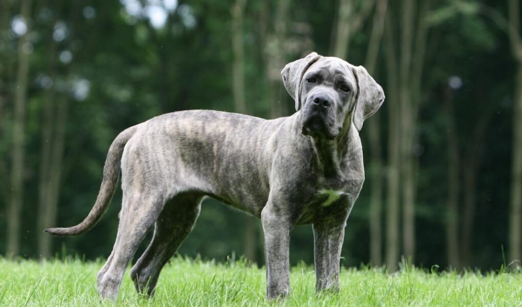 cane corso training near me