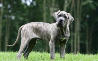 cane corso training near me