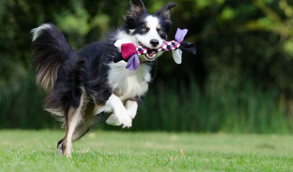 border collie training near me