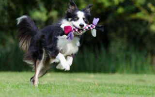 border collie training near me