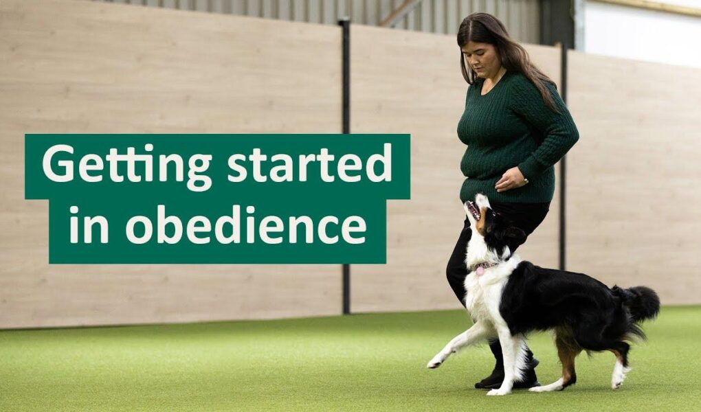 dog obedience training cost