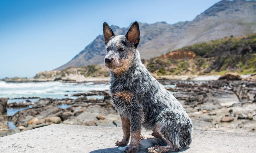 blue heeler training