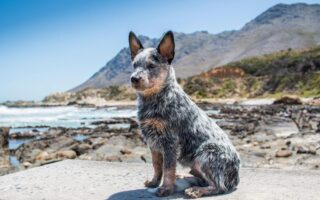 blue heeler training