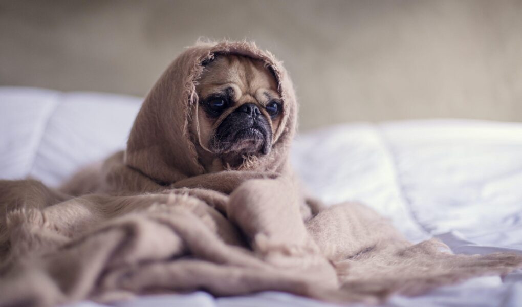 anxious dog training