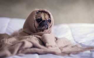 anxious dog training