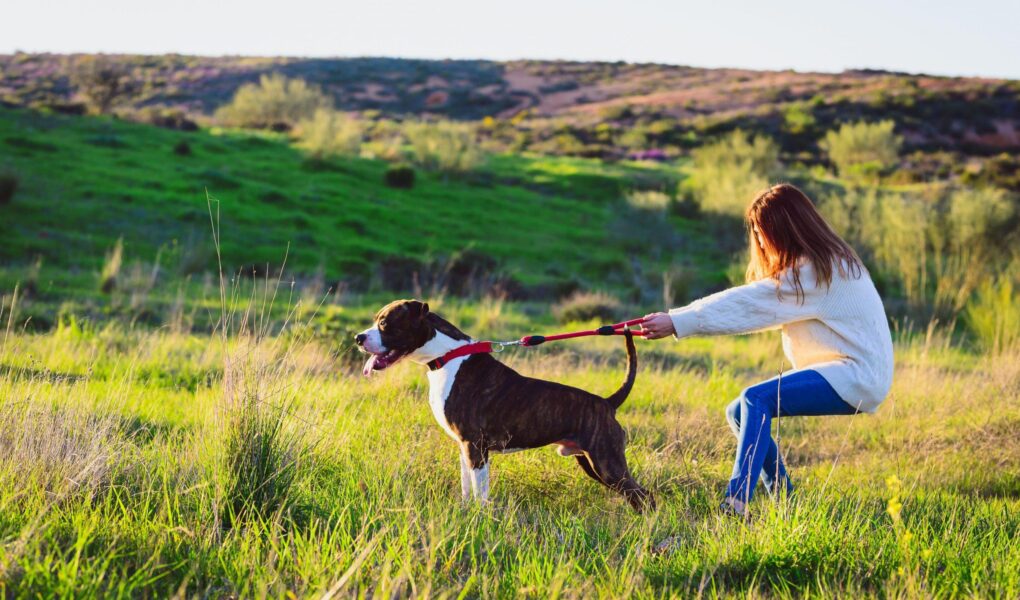 dog pulling on lead