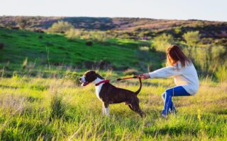 dog pulling on lead