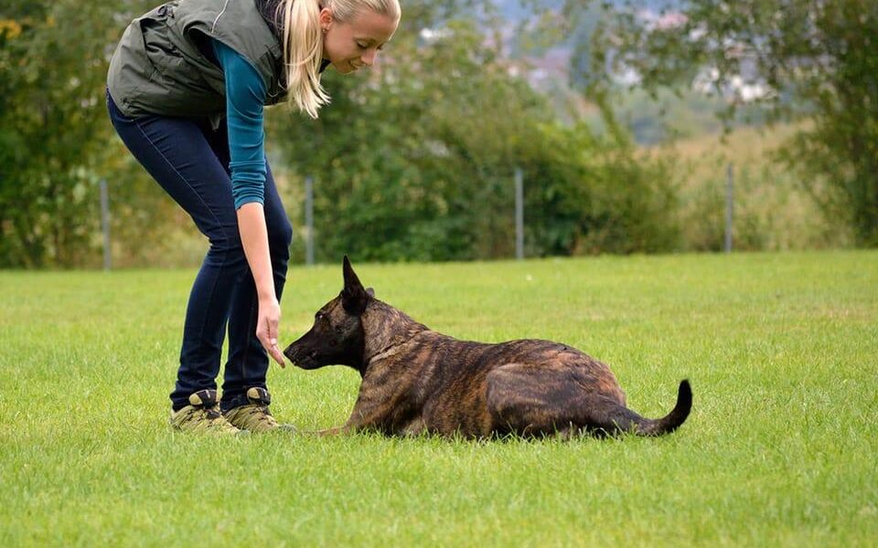 certified dog trainer