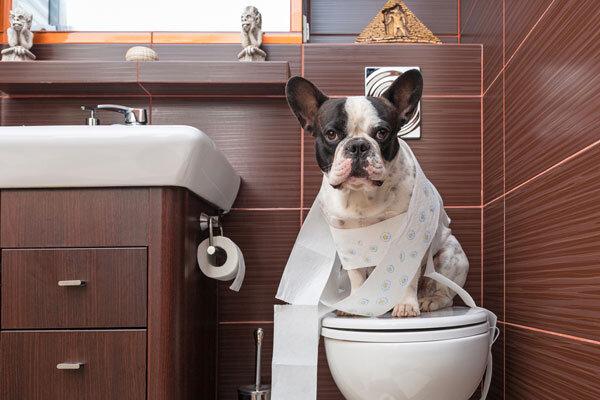 best way to toilet train a puppy