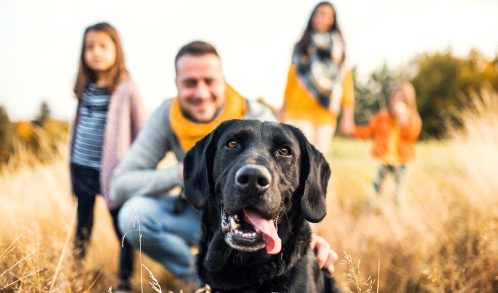 family dog training