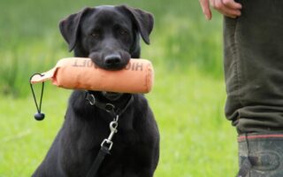 gun dog training near me