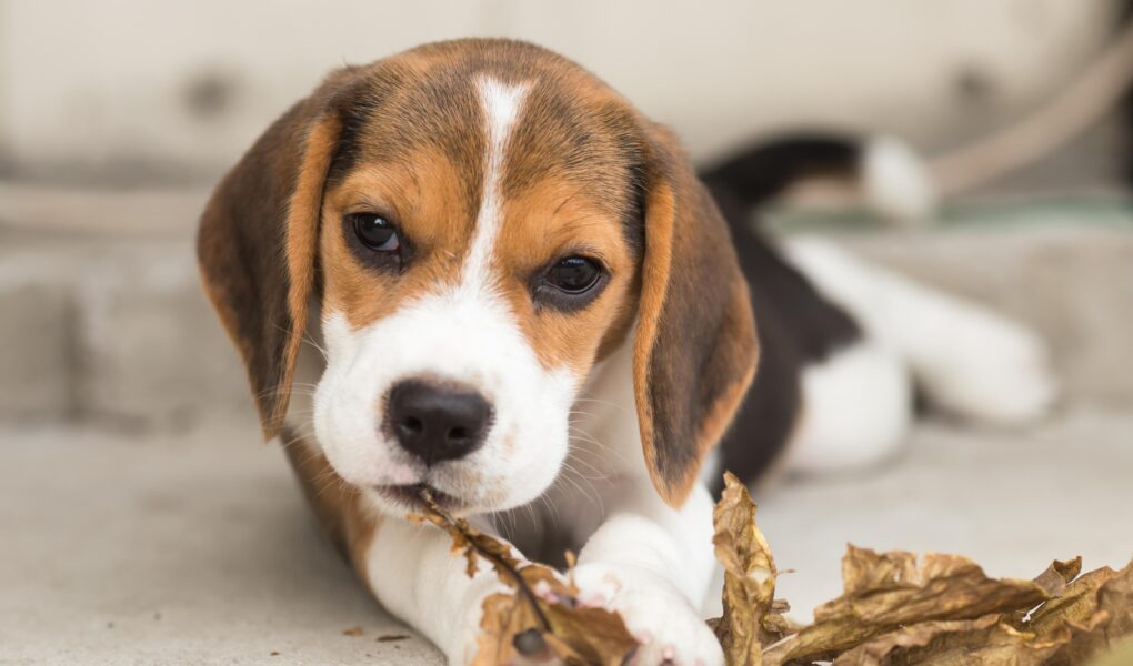 puppy digging in crate